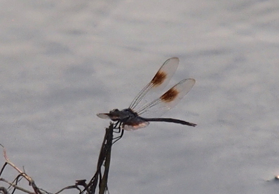[This dragonfly appears to have longer wings than the prior one. Its spots are not as symmetrically round as the prior one, but they are clearly spots on the wings.]